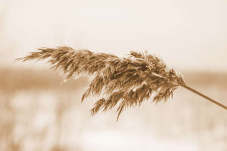 Dry beige reed. Golden grass sways in the wind in the sun in winter. Beautiful abstract nature trend background. Minimal concept. Closeupの写真素材