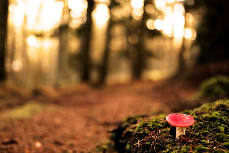 amanita muscaria in a side of a forest path