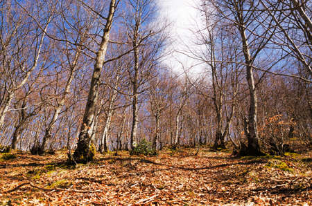 dry autumnal forest blue sky and a cloudの写真素材