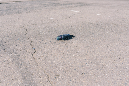 Dead dove lying on the pavement. Poisoned bird in the city. People hound pigeonsの写真素材