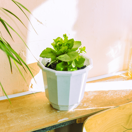 Kalanchoe in a pot. Gently beige wall on which the sunlight falls and the reflection from the colors. White grooved pot with black earth and green plant.の写真素材