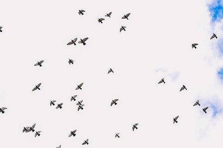 Flying pigeons in the sky. A flock of birds against the blue sky with clouds. Pigeons in the sky are flying in one direction. Contrast color compositionの写真素材