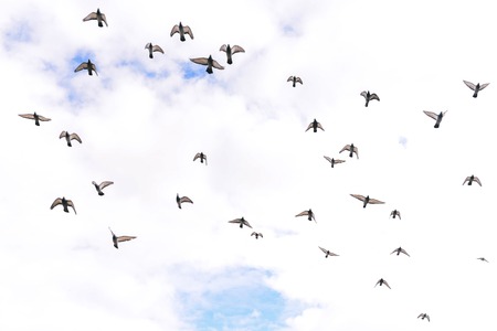 Birds in the sky. Flying flock of pigeons on the background of clouds. Many birds fly in one direction. Religious conceptの写真素材