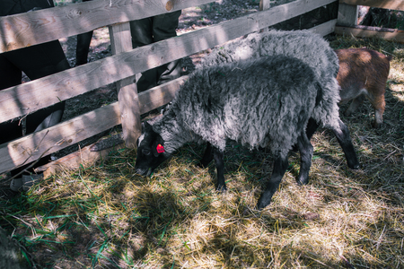Sheep are walking on the grass in the forest. Aviary with pets. Two gray sheep with black muzzles. Rest in the village. Agriculture. Natural productsの写真素材