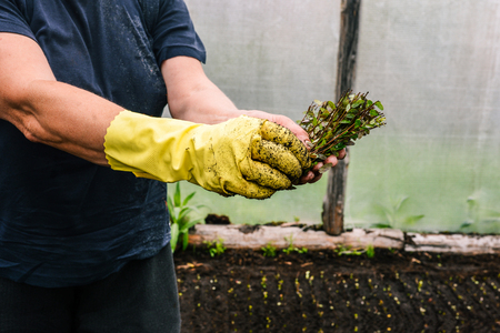 A woman in a yellow glove holds the stems of plants. Selection of sprouts for planting in the ground. Work gardener in the greenhouse. Cultivation of berries and flowersの写真素材