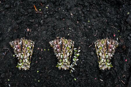 Three bouquets of small green branches lie on the ground. Thin plant sprouts for planting. The...