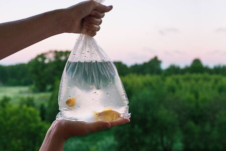 Package with aquarium fish in hand. Hands holding a bag in which two goldfish swim. Buying and...