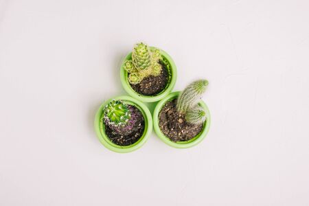 Cacti on white background. Three plants for the interior of the house are arranged in a circle. Green pots with cacti.の写真素材