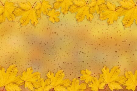 Autumn background with maple leaves and raindrops. Yellow blurred background. Autumn concept. Place for text. Copy spaceの写真素材