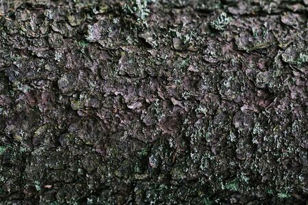Tree bark. Brown texture of an old tree. Natural background. Pine bark.