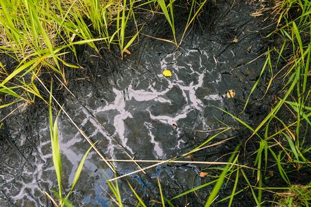 Spilled oil on the green grass. Oil leak and nature killed by toxic chemicals. Dangerous black liquidの写真素材