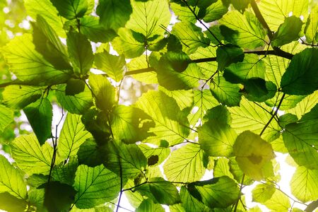 A tree with fresh green leaves and sunlight. Green leaves natural summer background