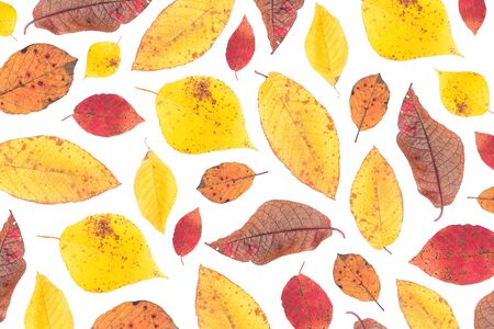 Colorful autumn leaves on a white background. Red, yellow and brown leaves. Autumn leaves background.の写真素材