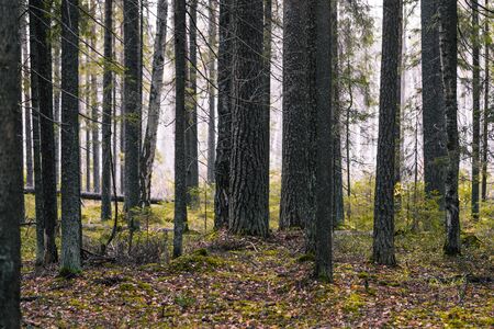 Spruce forest with green moss. Mystical, fantastic atmosphere. Ecology concept. Autumn or summer forestの写真素材