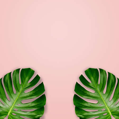 Frame of tropical leaves on a background of pastel pink. Flat layout, top view, copy of the space. Minimum summer background. Sheet templateの写真素材