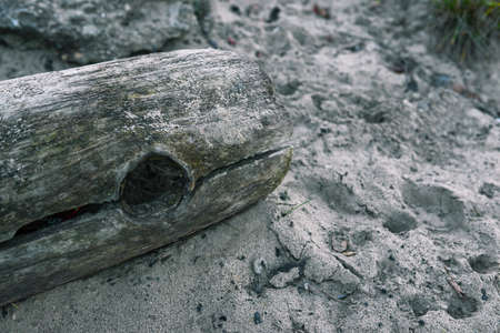 An old log on the beach, washed ashore after the high tide.の写真素材