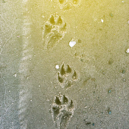 The dogs trail in the sand. An animals paw print on a sandy beach and sunlight.の写真素材