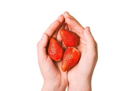 Strawberries isolated on a white background. Hands hold large strawberries. Top view of a flat layout.の写真素材