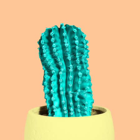 Cactus in a pot. An exotic plant with spines on a colored background. Minimal attractive style.の写真素材