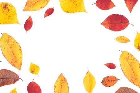 Autumn background. Colorful yellow and red leaves on a white background with a copy of the space.の写真素材