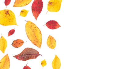 Autumn leaves on a white background with a copy of the space. Bright leaves are isolated. The concept of changing seasons in nature. Flat layout.の写真素材