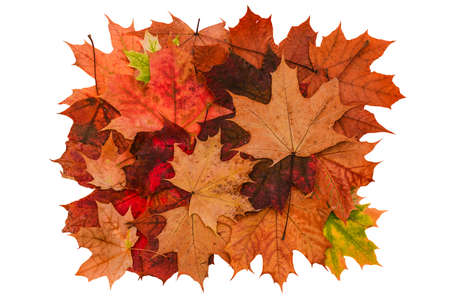 Maple leaves isolated on a white background. Autumn background. top view of a flat layout.の写真素材