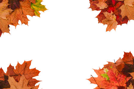 Brown and red maple leaves on a white background. A frame made of autumn leaves with a copy of the...