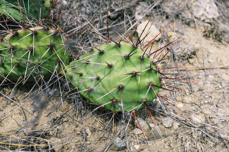Close-up of a green cactus with thorns. Wild cactus growing on the mountain.の写真素材