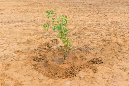 Young tree planted in the ground. Plant seedling and sand. Ecology and environment concept. Nature and reforestation.の写真素材