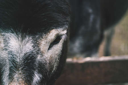 Close-up of a horses head with black and white stripes. Beautiful animal with copy space.の写真素材