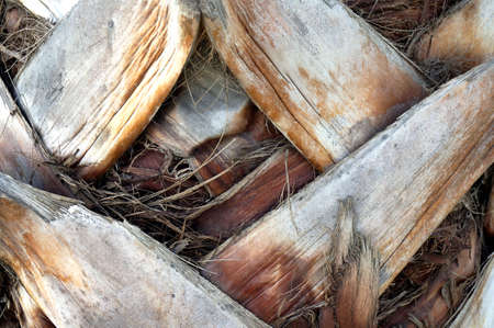 Close up of the bark of a palm treeの写真素材