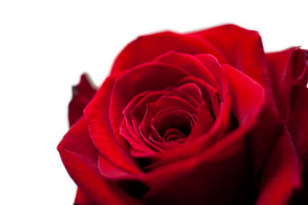 Beautiful red rose on white backgroundの写真素材
