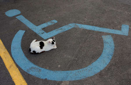Wheelchair Handicap Sign on dark asphalt road and sleeping catの写真素材