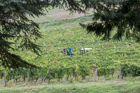 ITALY, TUSCANY - 04 SEPT: Italian grape harvest for wine in Tuscany, Italy, 04 September 2018.のeditorial素材