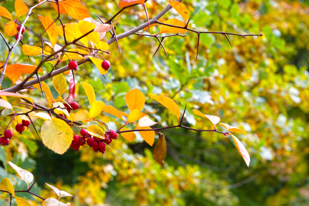 Yellow and yet green leefs in ukrainian gardenの写真素材