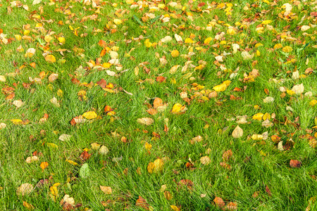 fallen leaves on a green grass.の写真素材