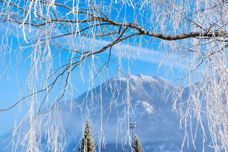 Mountain brich in frost. Bad-Gastein, Austria.の写真素材