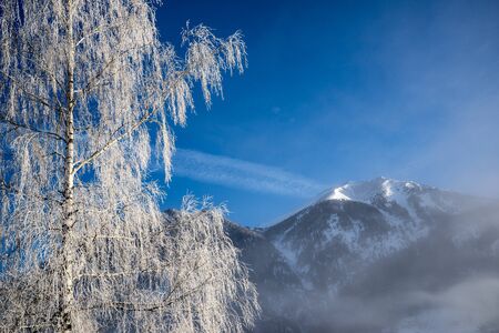 Mountain brich in frost. Bad-Gastein, Austria.の写真素材