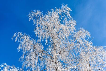 A birch in frost. Bad-Gastein, Austria.の写真素材