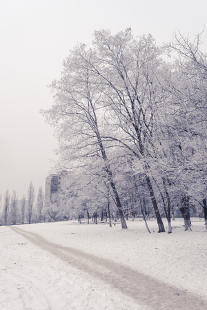 Frozen trees in a small city park. Kiev, Ukraine.の写真素材