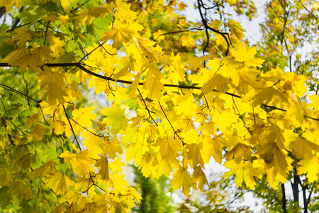 Yellow maple branch in autumn forest. Kiev, Ukraine.の写真素材