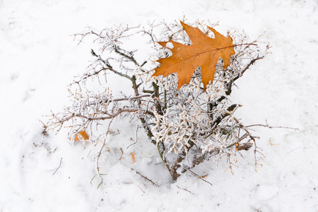 Yellow oak leaf laying on small frozen bush.の写真素材