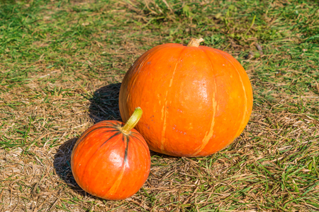 Pumpkins on the ground.の写真素材