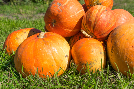 Just harvested ukrainian decorative mini pumpkins.の写真素材