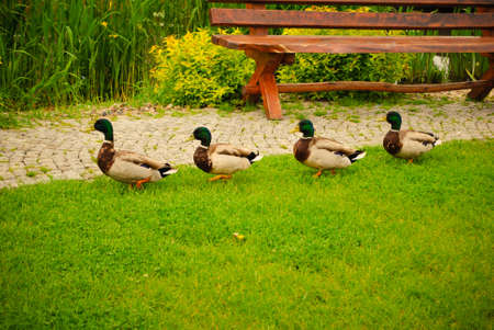 Duck marchの写真素材