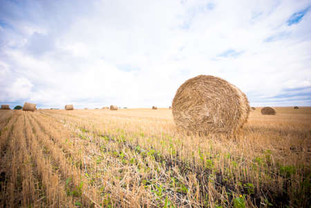 Hay Bale in the Field of Western Ukraineの写真素材