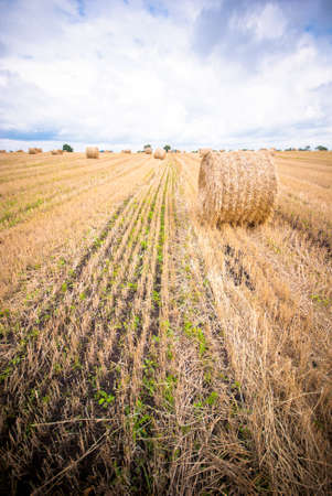 Hay Bale in the Field of Western Ukraineの写真素材