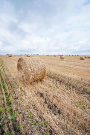 Hay Bale in the Field of Western Ukraineの写真素材