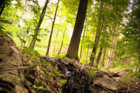 Beautiful Green Pine Forest in Europeの写真素材
