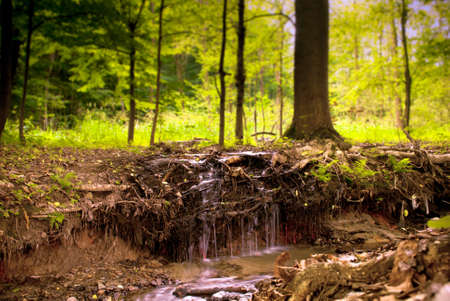 Small Waterfall in Green Forestの写真素材